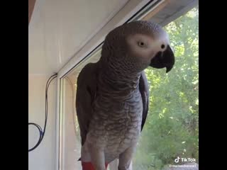 blitz survey for a parrot